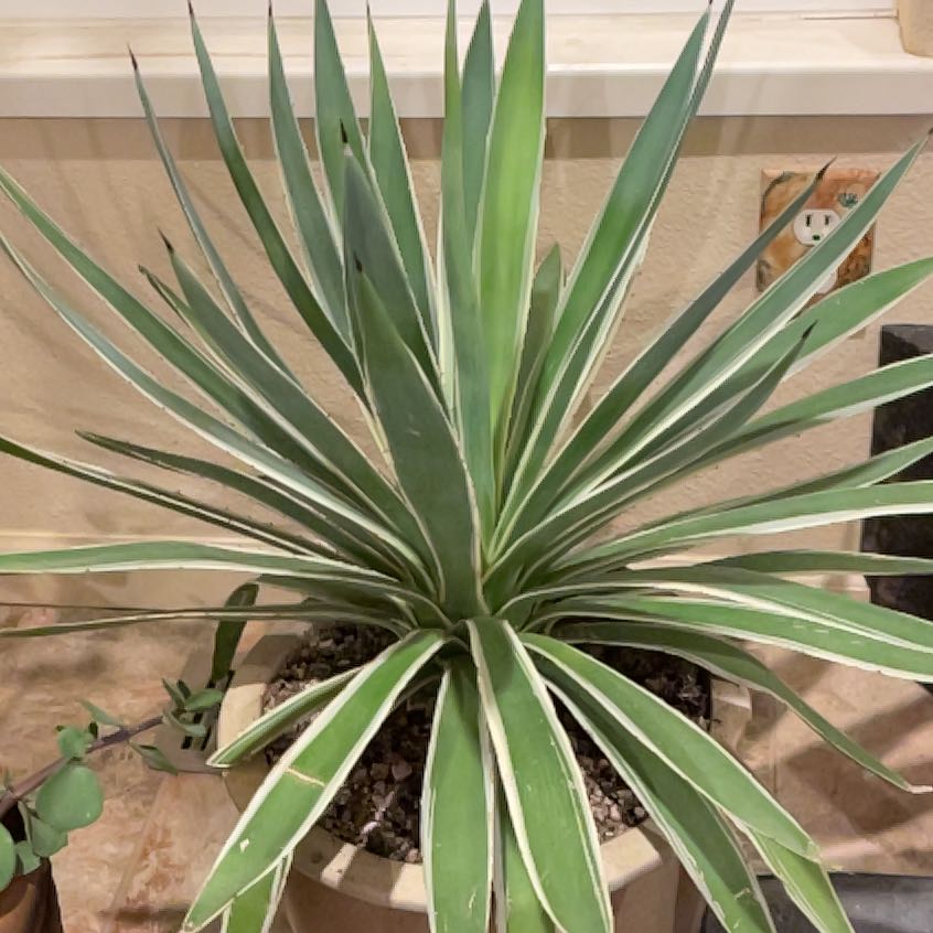 Photo of the plant species Caribbean Agave by @lunacat named Maya on Greg, the plant care app