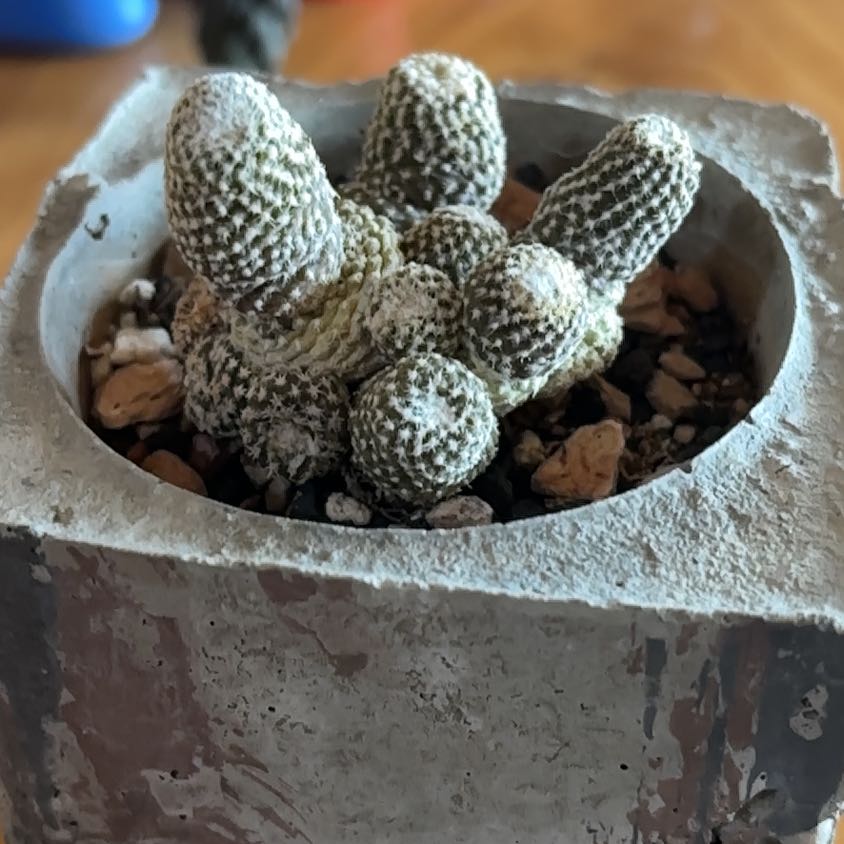 Photo of the plant species Blossfeldia liliputana by @lunacat named Sonora on Greg, the plant care app