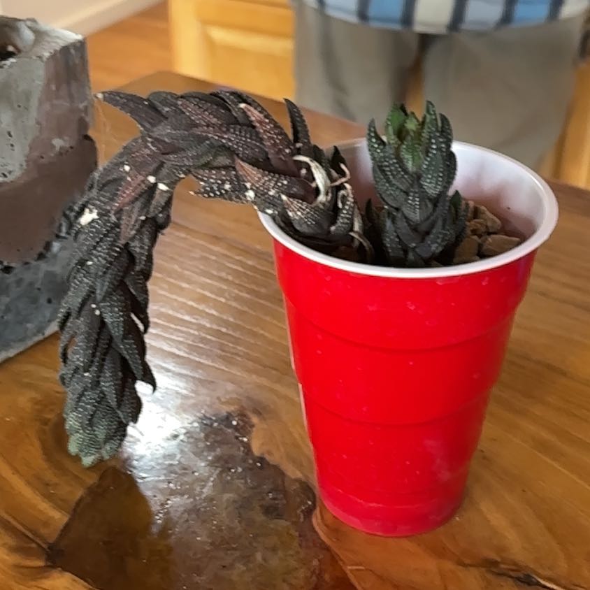 Photo of the plant species Haworthia coarcata f. greenii by @lunacat named Captain Plant-it on Greg, the plant care app
