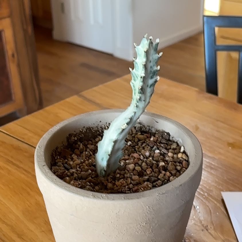 Photo of the plant species White Ghost Euphorbia by @lunacat named Naomi on Greg, the plant care app