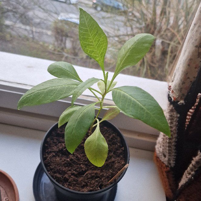 Photo of the plant species Belladonna by @SuitablePotato named Zion on Greg, the plant care app