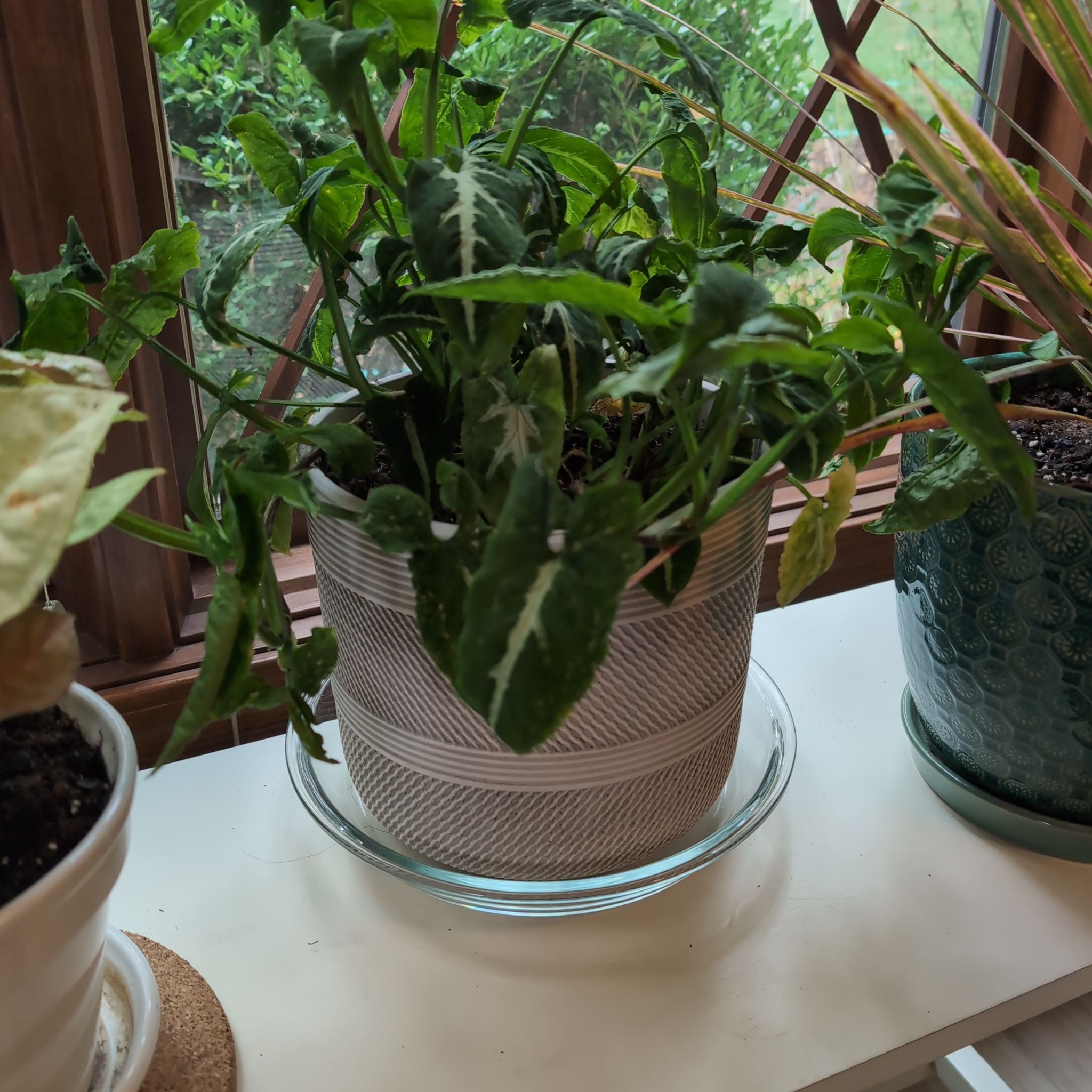 Photo of the plant species Syngonium Rayii by @rindy named Arrowhead Silver on Greg, the plant care app