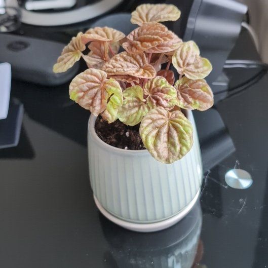 Photo of the plant species Radiator Plant 'Quito' by @rindy named Lime on Greg, the plant care app