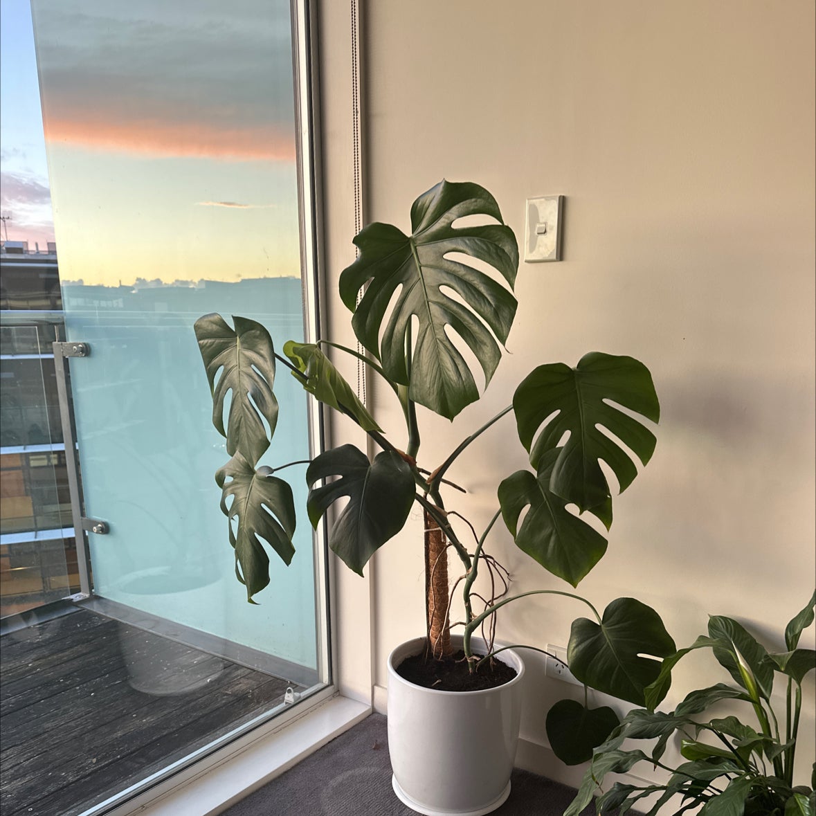Are You Supposed to Trim Monstera: Essential Care Tips