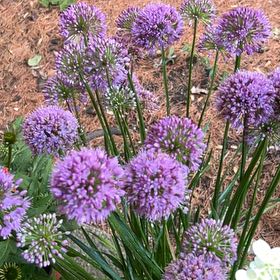 Photo of the plant species Autumn Onion by @TrueZulugiant named Kardashian on Greg, the plant care app