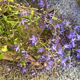 Photo of the plant species Serbian Bellflower by @TrueZulugiant named Lebron on Greg, the plant care app