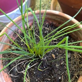 Photo of the plant species Chinese Chives by @TrueZulugiant named Leaf Erickson on Greg, the plant care app