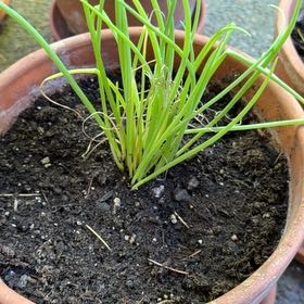 Photo of the plant species Chinese Chives by @TrueZulugiant named Spike Leaves on Greg, the plant care app