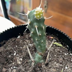 Photo of the plant species Paper Spine Cactus by @ConfidentMoss named Emerson on Greg, the plant care app