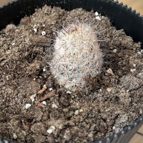 Photo of the plant species Rattail Nipple Cactus by @ConfidentMoss named Sproutacus on Greg, the plant care app