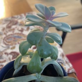 Photo of the plant species Snake plant by @StoutJuneplum named Cleopatra on Greg, the plant care app