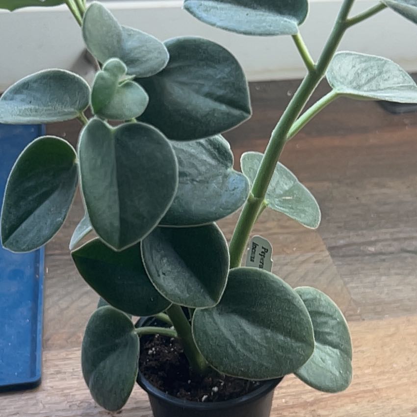 Felted Peperomia plant with healthy green leaves in a small pot.
