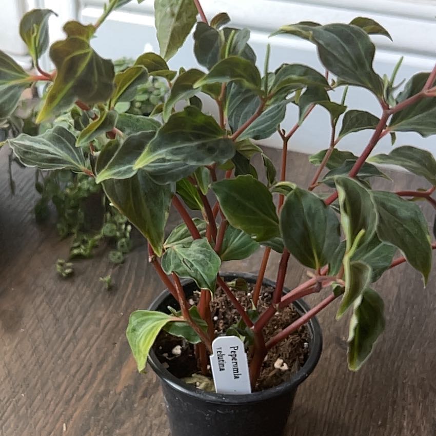 Photo of the plant species velutina bicolor by @CindyinFriscoTX named Velma Veluntina 🍽️ on Greg, the plant care app