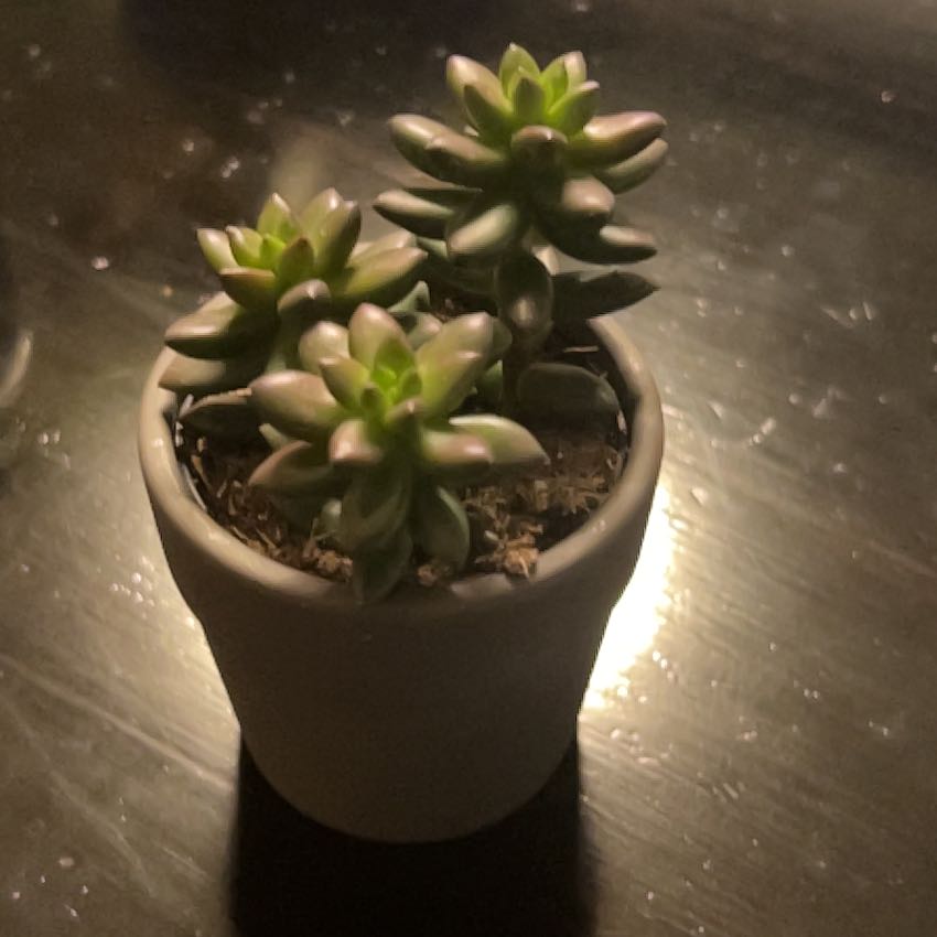 Photo of the plant species dark magic by @CindyinFriscoTX named da Vinci 🍽️ on Greg, the plant care app