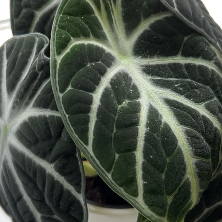 Close-up of an Alocasia Ninja plant with dark green leaves and white veins.