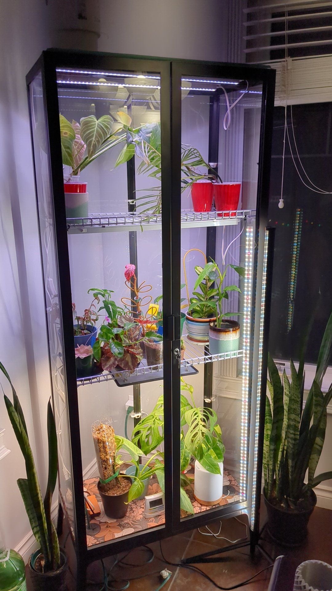 A variety of plants, including Philodendron tortum, in a glass cabinet with LED lighting.