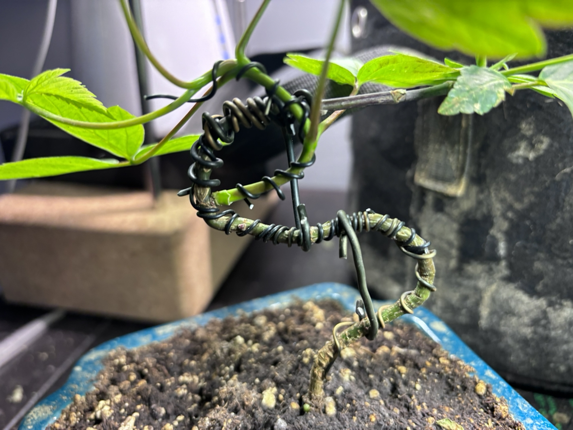 California Boxelder Maple plant with green leaves and twisted wire support in a pot with visible soil.