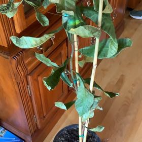 Photo of the plant species Cashew by @NiceBurlemarx named Winston on Greg, the plant care app