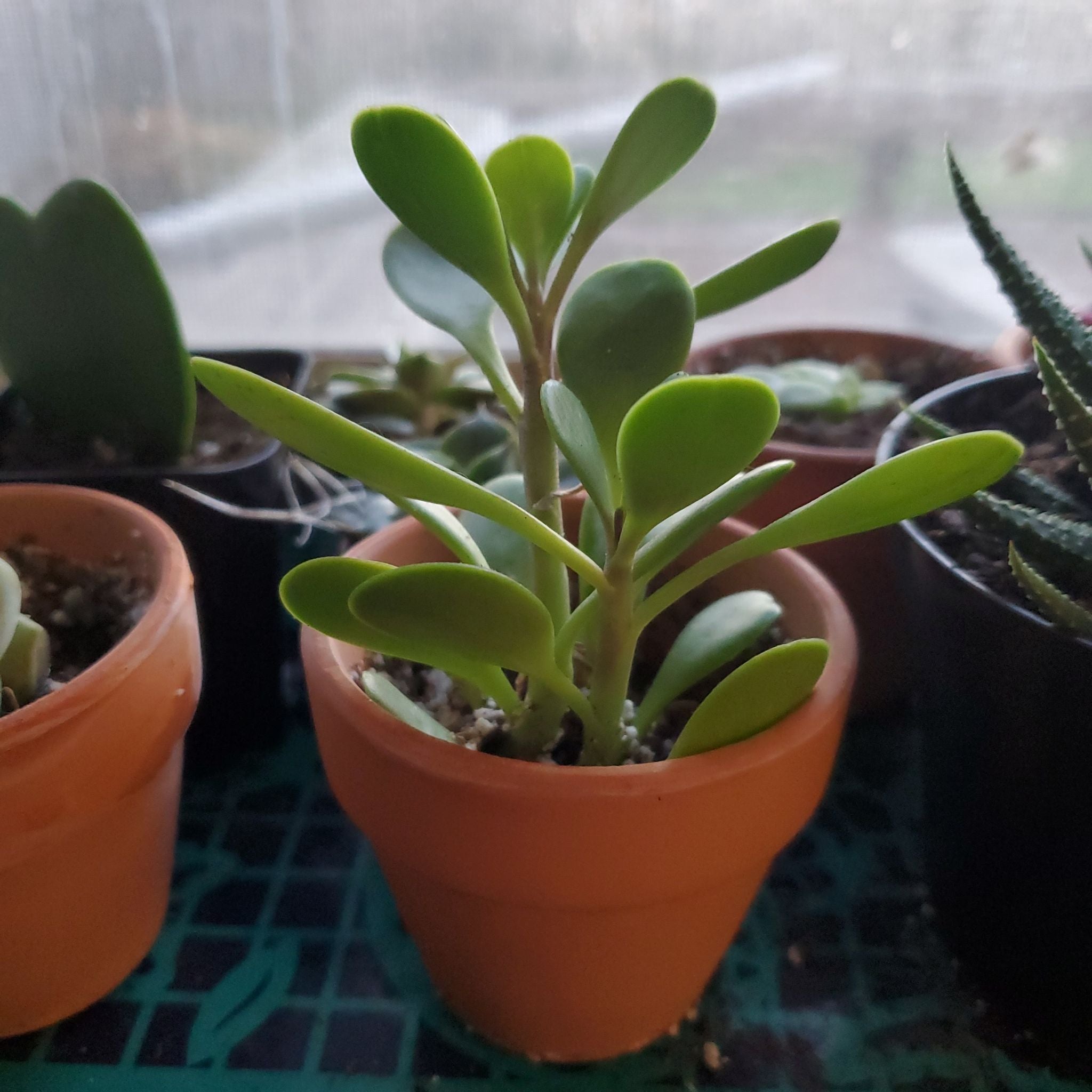 The Complete Variegated Trailing Jade Plant Care Guide: Water, Light ...