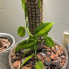 Photo of the plant species Flat Leafed Vanilla by @SupersonicYuzu named Emerson on Greg, the plant care app