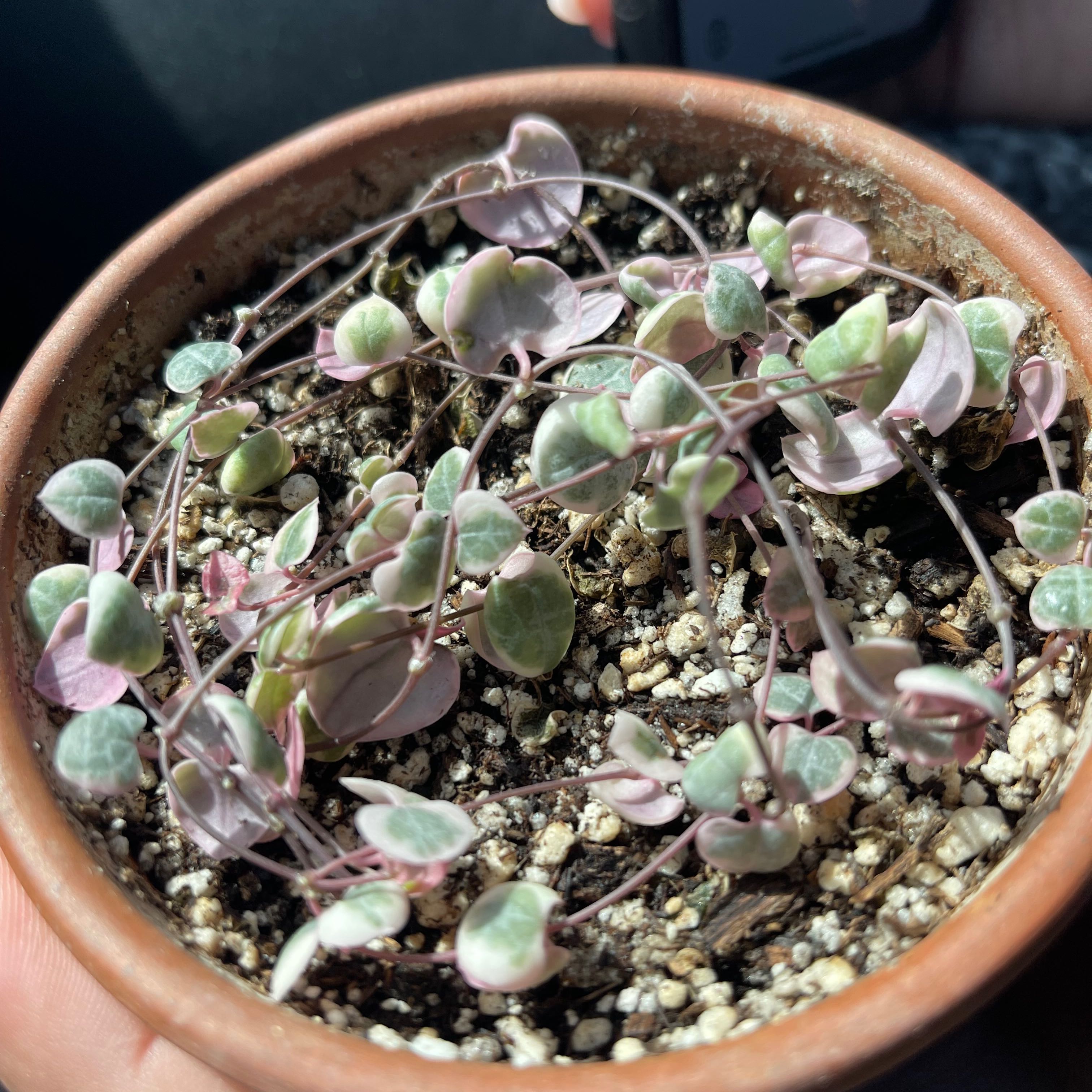 Potted String of Hearts plant with variegated leaves, healthy and well-framed.