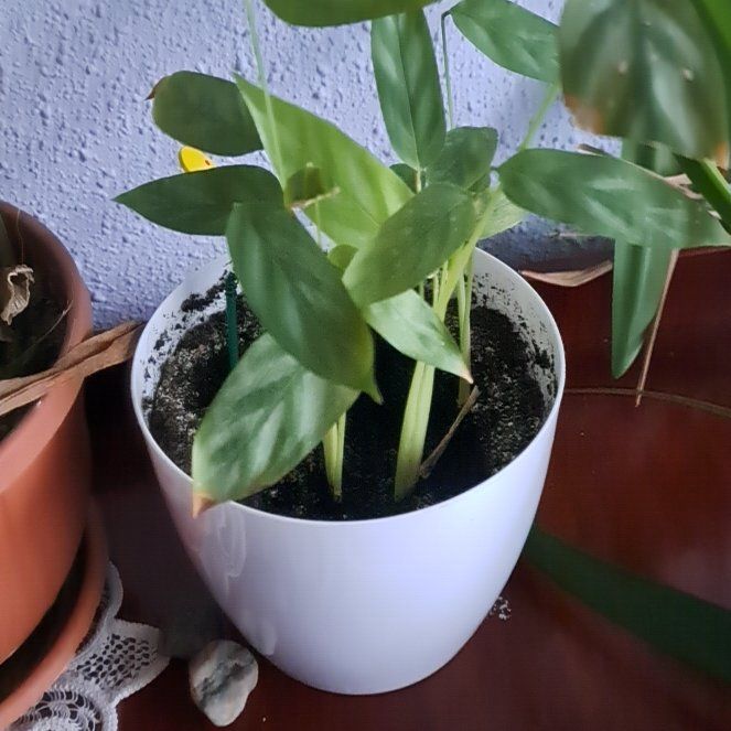 Photo of the plant species Network Prayer Plant by @bluedaisy named Delilah on Greg, the plant care app