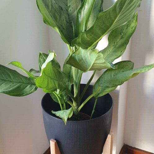Photo of the plant species Aglaonema 'Golden Bay' by @CapableMedeola named Aglaonema on Greg, the plant care app