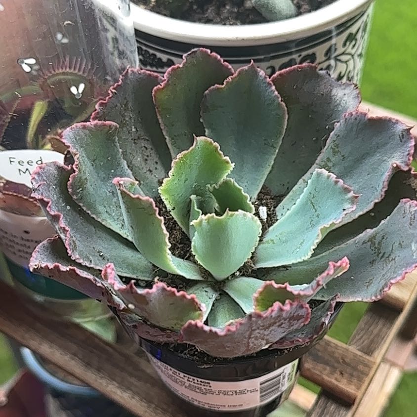 Echeveria 'Neon Breakers' succulent plant with vibrant colors and pink-edged leaves.