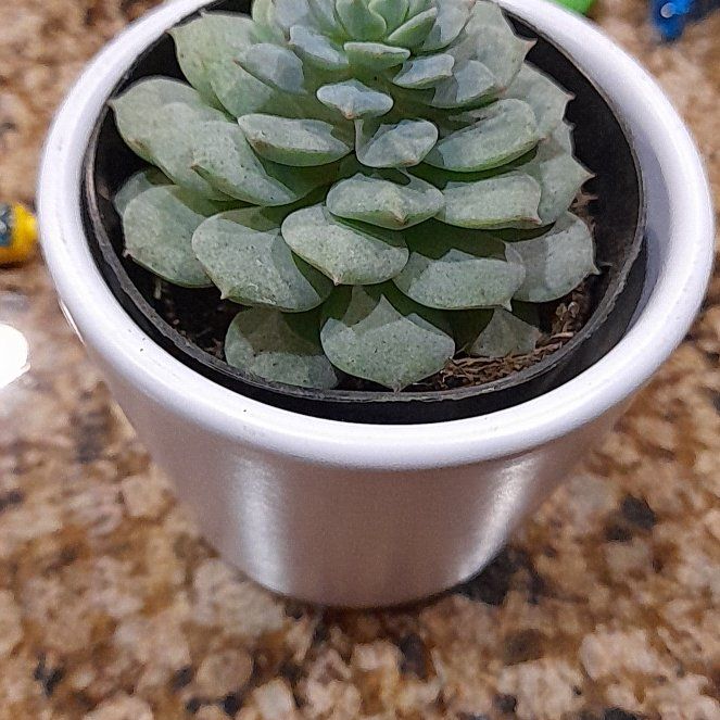 Photo of the plant species Echeveria 'Cris' by @FabBlueberry named Floresita on Greg, the plant care app