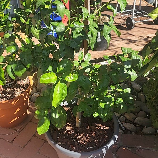 Photo of the plant species Rio Red Grapefruit by @AlertWheatgrass named Surya on Greg, the plant care app