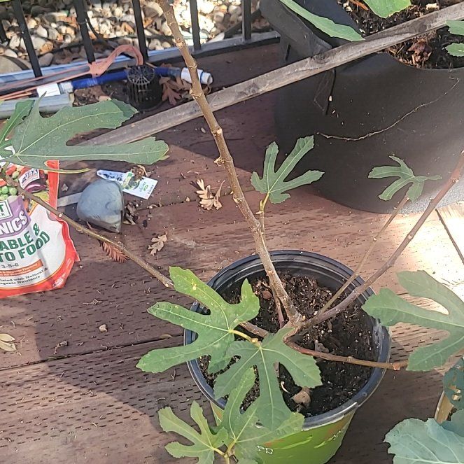 Photo of the plant species Little Miss Figgy by @AlertWheatgrass named Harper on Greg, the plant care app