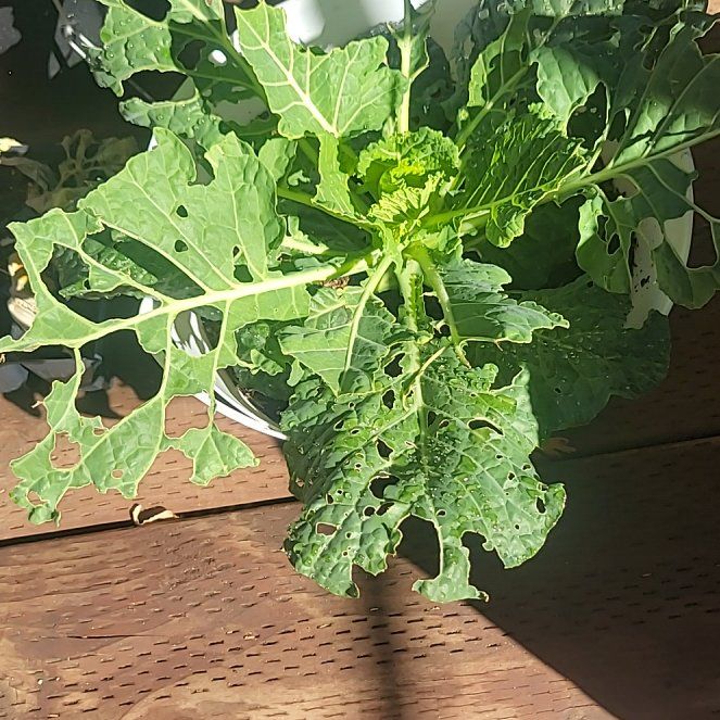 Photo of the plant species Cabbage by @AlertWheatgrass named Baesil on Greg, the plant care app