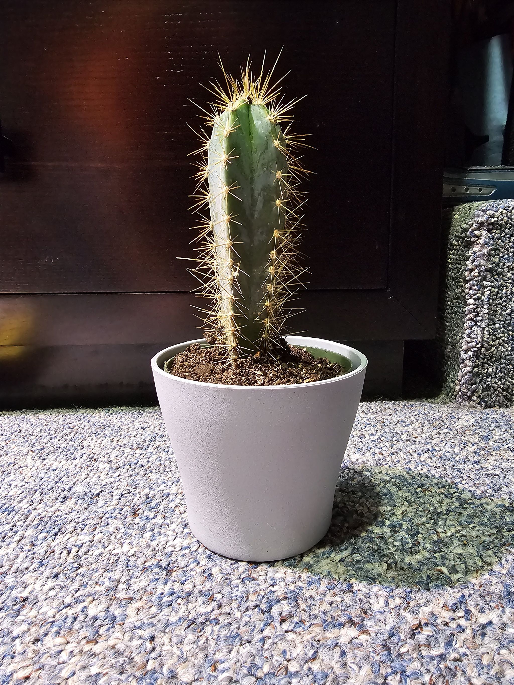 Photo of the plant species column cactus by @bigmes124 named Carlos on Greg, the plant care app