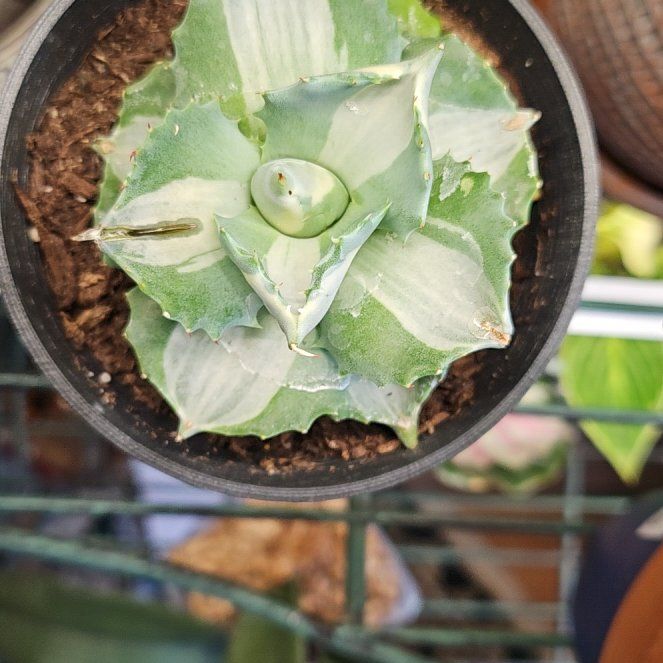 Photo of the plant species Blue Rose Agave by @ozzie1p named Robert Plant on Greg, the plant care app