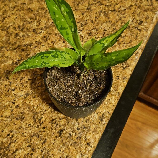 Photo of the plant species Aglaonema rotundum 'Pictum Tricolor' by @ozzie1p named Sarge on Greg, the plant care app