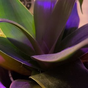 Photo of the plant species Emerald Star Snake Plant by @AstoundingPansy named Muhammad Ali on Greg, the plant care app
