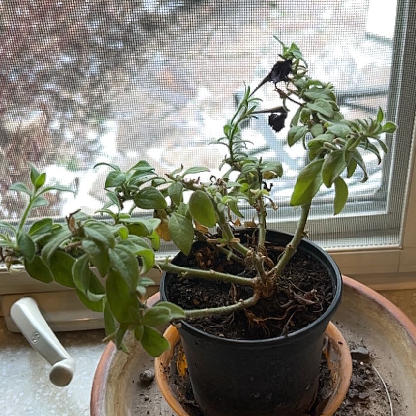 Photo of the plant species Sophistica® Blackberry Petunia by @SwiftGuzmania named Tree Diddy on Greg, the plant care app