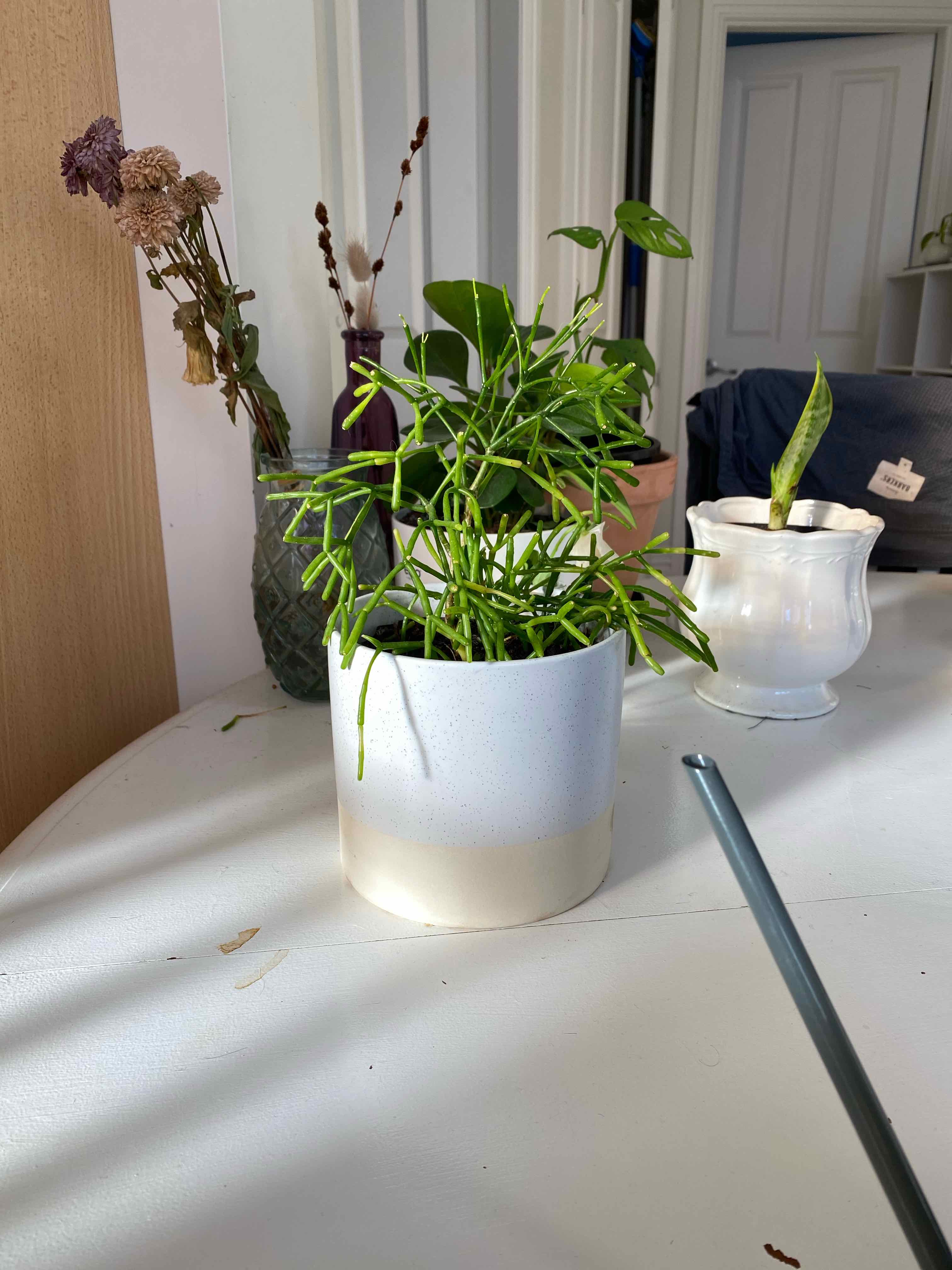 Dancing Bones plant in a white pot on a table, surrounded by other plants.