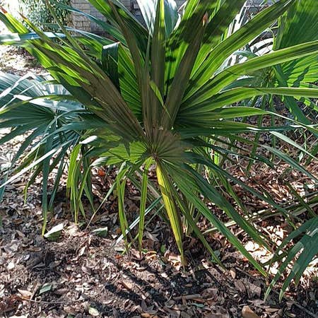 Photo of the plant species Dwarf Palmetto by @WingedRoseheath named Kardashian on Greg, the plant care app