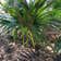 Calculate water needs of Dwarf Palmetto