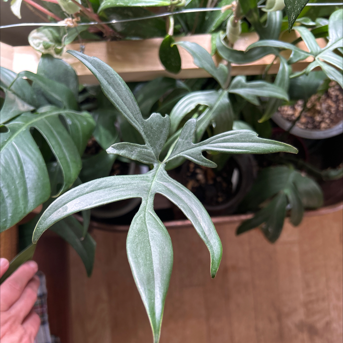 Photo of the plant species Philodendron Quercifolium by @debbiedo named Conner on Greg, the plant care app