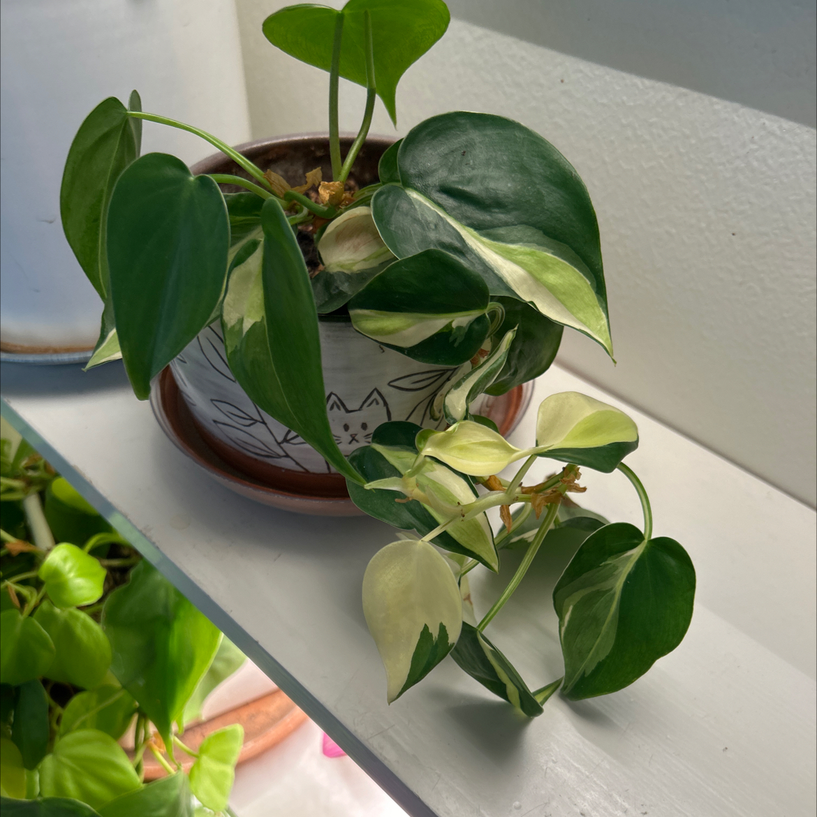 Photo of the plant species Philodendron 'Gabby' by @debbiedo named da Vinci on Greg, the plant care app