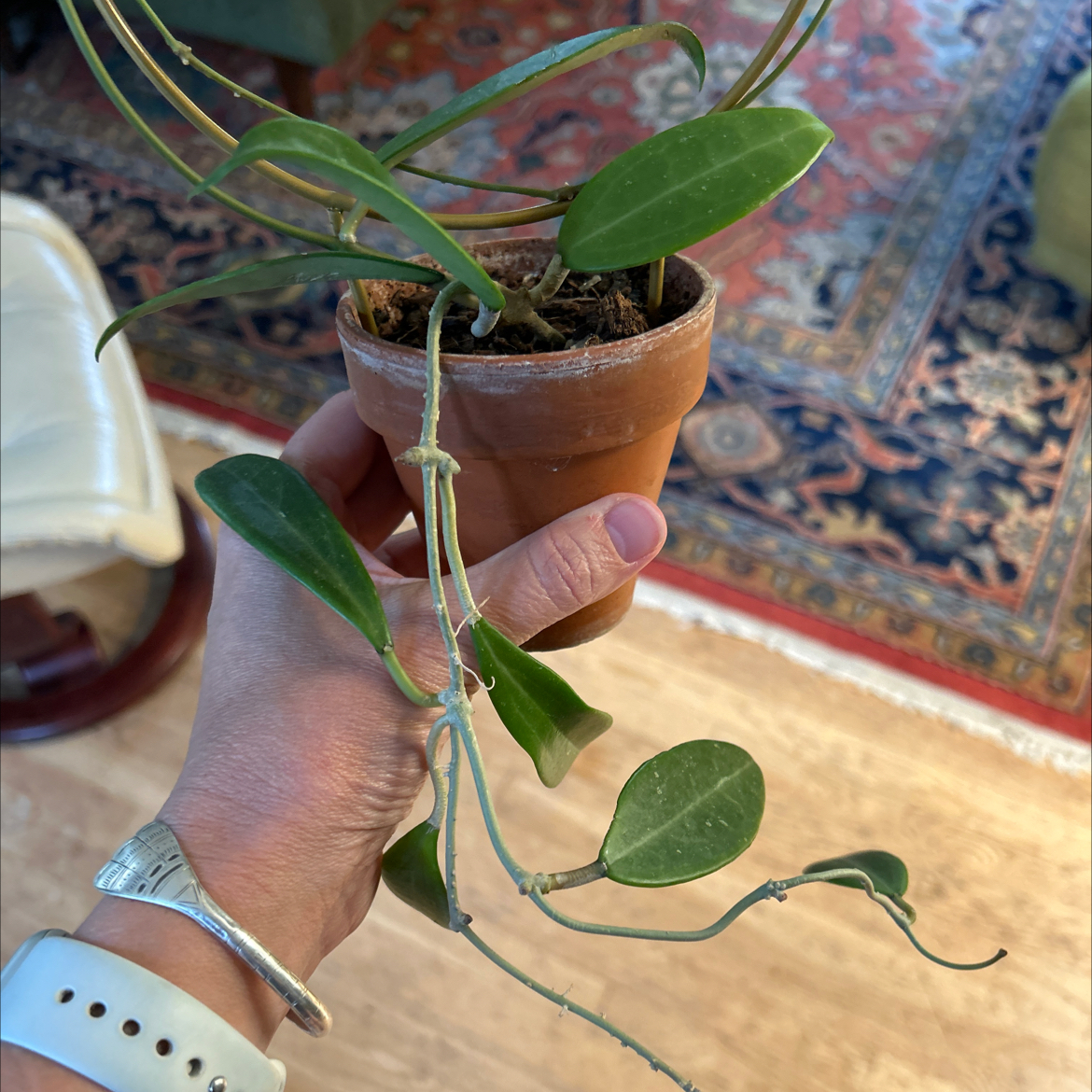 Photo of the plant species Hoya Burma by @debbiedo named Diana on Greg, the plant care app