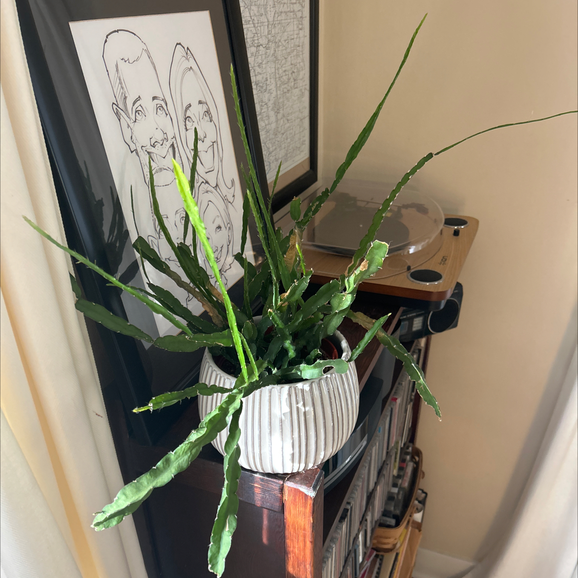 Photo of the plant species Hurricane Cactus by @debbiedo named MEC on Greg, the plant care app