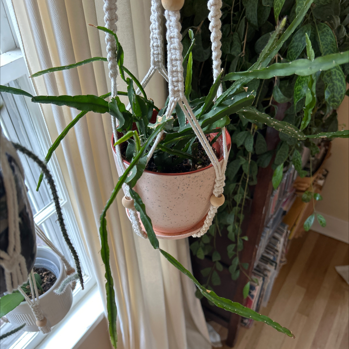 Photo of the plant species Hurricane Cactus by @debbiedo named MEC on Greg, the plant care app
