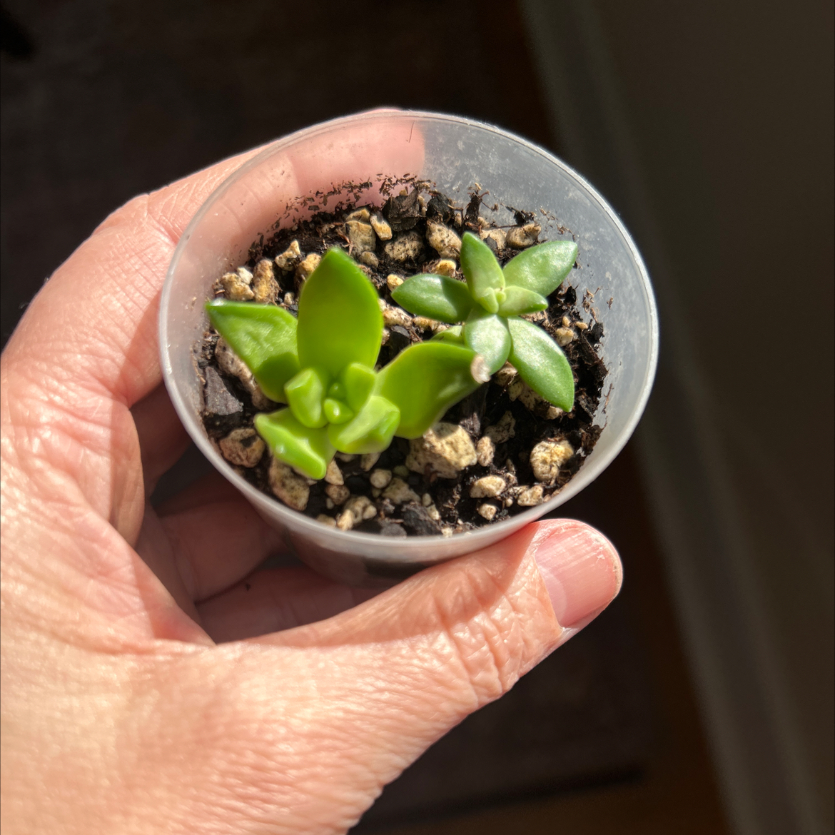 Photo of the plant species Coppertone Stonecrop by @debbiedo named Fiala on Greg, the plant care app