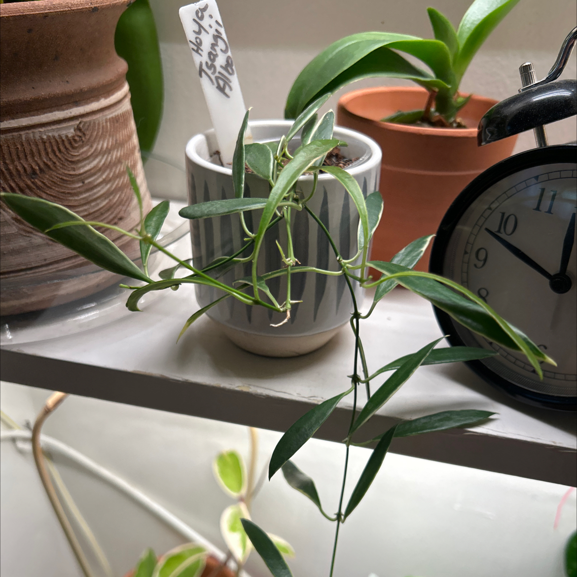 Photo of the plant species Tsangii Odetteae by @debbiedo named Tsangii Albo on Greg, the plant care app