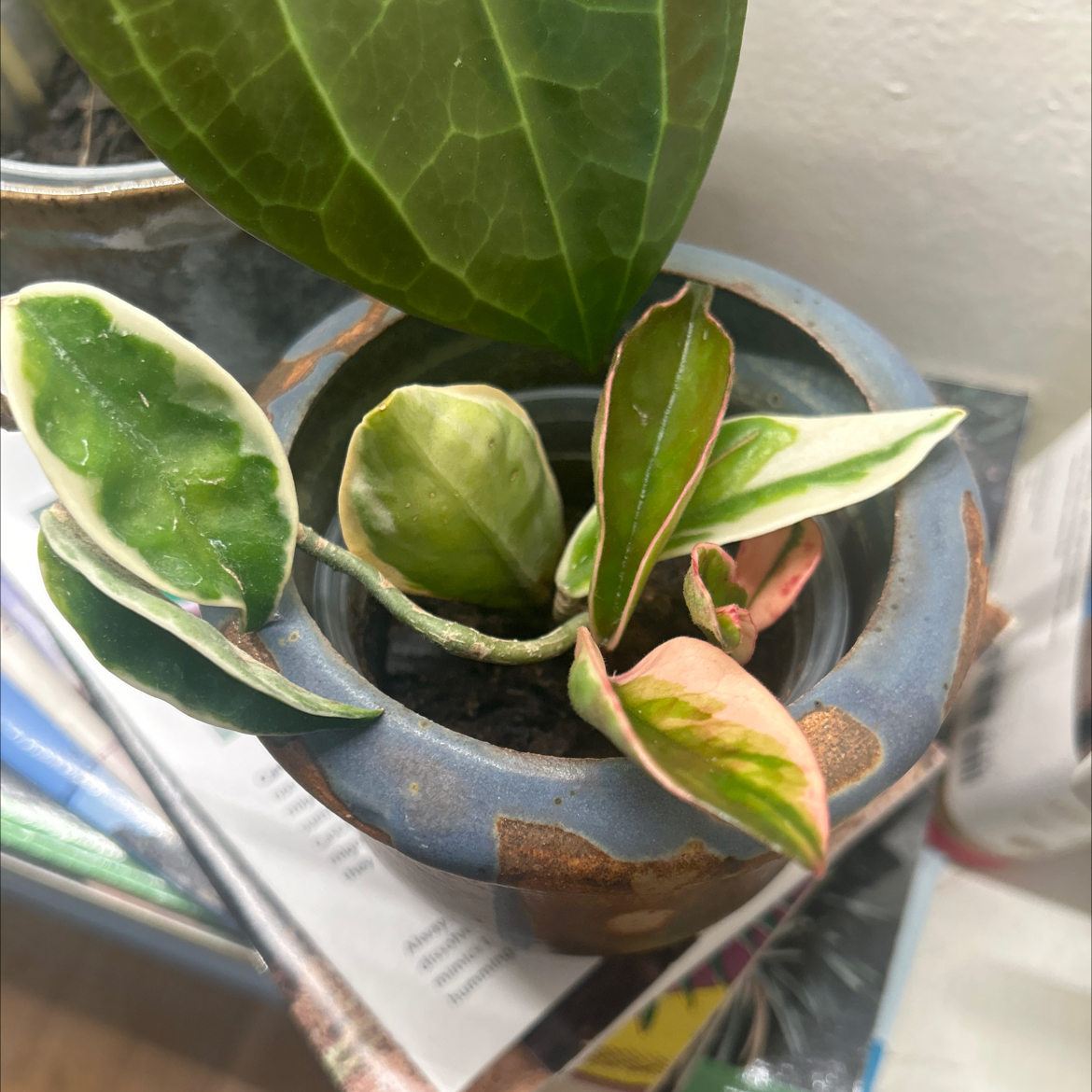Photo of the plant species Hoya Suzie Q by @debbiedo named Spike Leaves on Greg, the plant care app