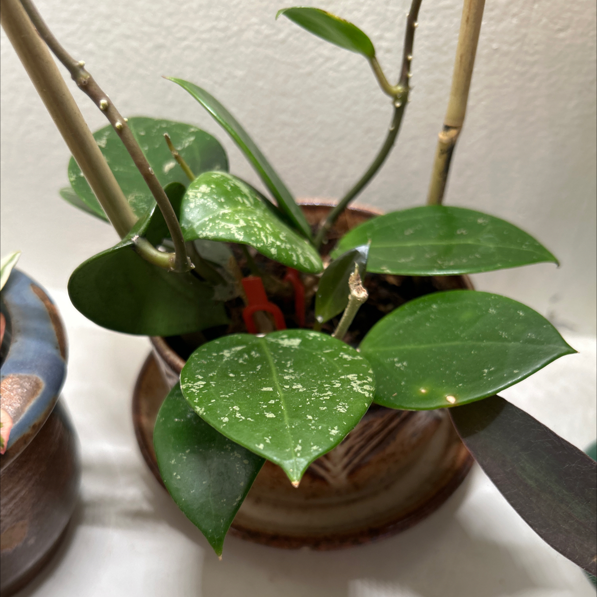Photo of the plant species Hoya parasitica Splash by @debbiedo named Verticillata Splash on Greg, the plant care app