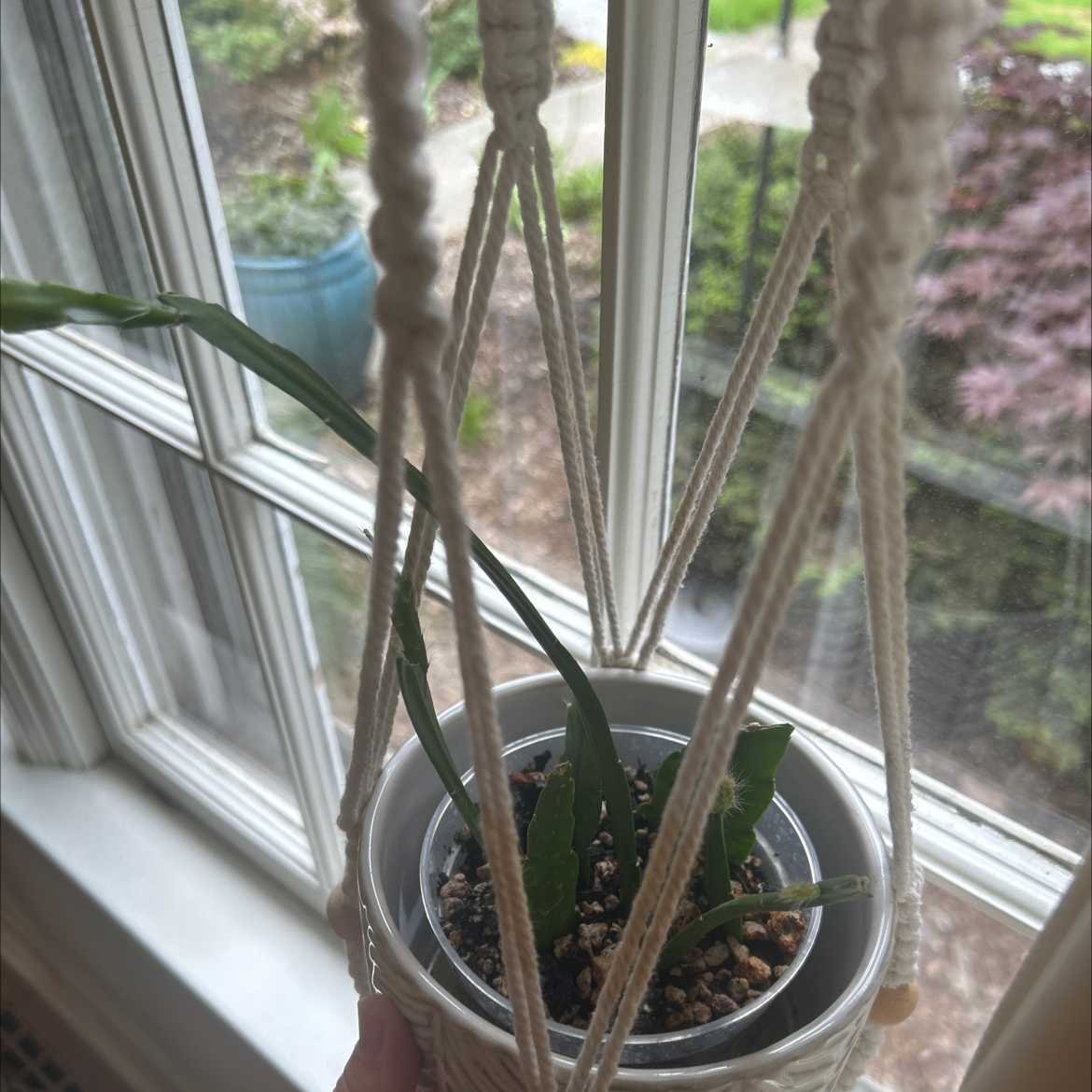 Photo of the plant species Red Orchid Cactus by @debbiedo named BB King on Greg, the plant care app